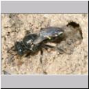 Oxybelus bipunctatus - Fliegenspiesswespe w21a 6mm beim Nestverschluss - Sandgrube Niedringhaussee.jpg